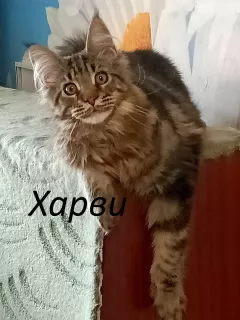 Zdjęcie №2 do zapowiedźy № 6465 na sprzedaż  maine coon - wkupić się Federacja Rosyjska od żłobka