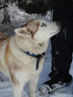 Dodatkowe zdjęcia: Husky Dymka szuka kochającej rodziny z męskim przywódcą!