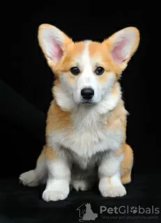 Zdjęcie №2 do zapowiedźy № 92841 na sprzedaż  welsh corgi - wkupić się Ukraina hodowca