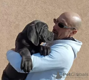 Dodatkowe zdjęcia: Szczenięta Cane Corso