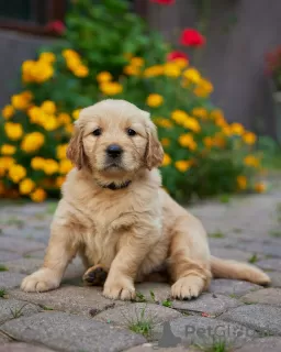 Zdjęcie №1. golden retriever - na sprzedaż w Żarki-Letnisko | 8371zł | Zapowiedź №70333