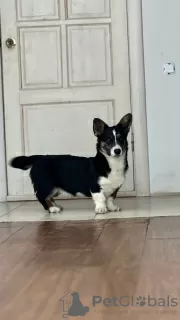 Dodatkowe zdjęcia: Kardigan Welsh Corgi