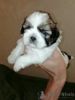 Dodatkowe zdjęcia: Shih Tzu