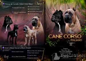 Zdjęcie №1. cane corso - na sprzedaż w Omsk | negocjowane | Zapowiedź №7973