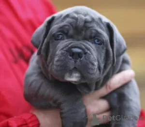 Dodatkowe zdjęcia: Cane Corso REKOMENDACJA szczeniąt