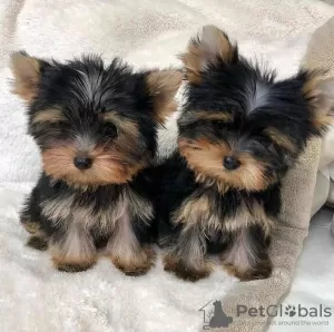 Zdjęcie №1. yorkshire terrier - na sprzedaż w Sremski Karlovci | negocjowane | Zapowiedź №82899