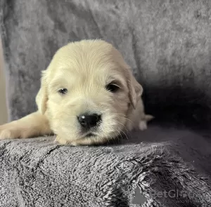 Zdjęcie №3. Szczenięta golden retrievera. Ukraina