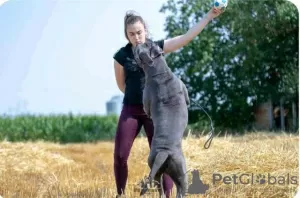 Dodatkowe zdjęcia: Szczenięta Cane Corso