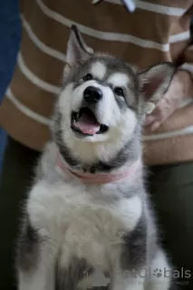 Zdjęcie №2 do zapowiedźy № 88248 na sprzedaż  alaskan malamute - wkupić się Federacja Rosyjska hodowca