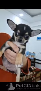 Zdjęcie №3. Mini samiec chihuahua. Egipt