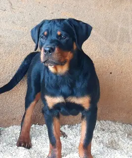 Zdjęcie №1. rottweiler - na sprzedaż w Krasnogorsk | Negocjowane | Zapowiedź №3096