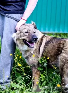 Zdjęcie №3. Ochroniarz Mieszaniec owczarka alfa kaukaskiego. Szukam domu!. Federacja Rosyjska