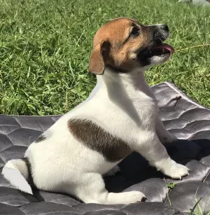 Dodatkowe zdjęcia: Jack Russell Terrier Girl Smooth