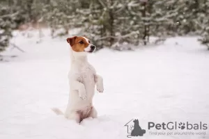 Dodatkowe zdjęcia: Szczeniak rasowy Jack Russell Terrier