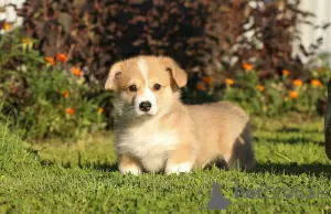 Dodatkowe zdjęcia: Szczeniaki Welsh Corgi Pembroke