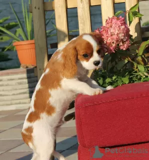 Zdjęcie №2 do zapowiedźy № 12540 na sprzedaż  cavalier king charles spaniel - wkupić się Łotwa prywatne ogłoszenie