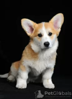 Zdjęcie №3. Sprzedam szczeniaka Pembroke Welsh Corgi, 4 miesiące. Suka. Ukraina