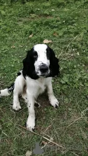 Zdjęcie №2 do zapowiedźy № 18772 na sprzedaż  springer spaniel angielski - wkupić się Federacja Rosyjska prywatne ogłoszenie