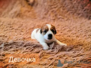 Zdjęcie №3. Szczenięta Jack Russell Terrier. Federacja Rosyjska