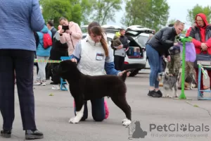 Dodatkowe zdjęcia: SAO (Owczarek Środkowoazjatycki)