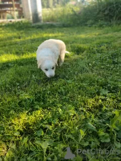 Zdjęcie №2 do zapowiedźy № 70092 na sprzedaż  border collie - wkupić się Polska prywatne ogłoszenie