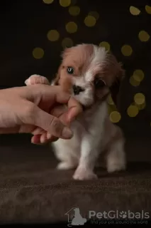 Zdjęcie №4. Sprzedam cavalier king charles spaniel w Berlin. od żłobka, hodowca - cena - 15813zł