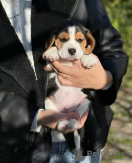 Zdjęcie №3. Sprzedam szczenięta rasy beagle.. Mołdawia