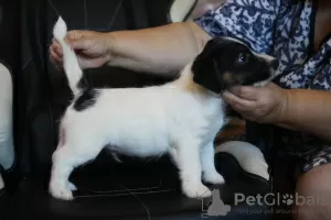 Dodatkowe zdjęcia: Szczeniak Jack Russell Terrier