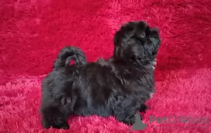 Zdjęcie №2 do zapowiedźy № 51361 na sprzedaż  shih tzu - wkupić się Ukraina hodowca