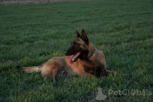 Dodatkowe zdjęcia: Szczeniaki owczarek beligijski malinois