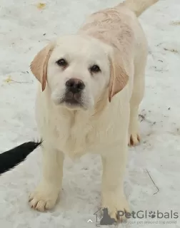 Dodatkowe zdjęcia: Szczenięta labradora