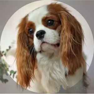 Zdjęcie №1. cavalier king charles spaniel - na sprzedaż w Москва | 12891zł | Zapowiedź №50678