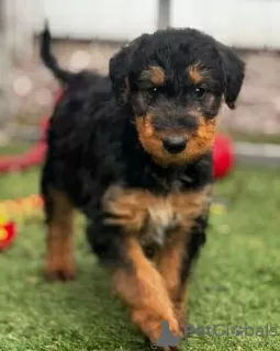 Zdjęcie №1. airedale terrier - na sprzedaż w Торонто | 2033zł | Zapowiedź №128871