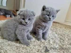 Zdjęcie №1. scottish fold - na sprzedaż w Tonga | negocjowane | Zapowiedź № 10004