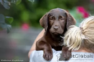 Zdjęcie №2 do zapowiedźy № 64565 na sprzedaż  labrador retriever - wkupić się Federacja Rosyjska hodowca