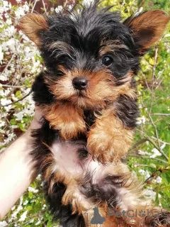 Zdjęcie №4. Sprzedam yorkshire terrier biewer, yorkshire terrier w Tallinn. prywatne ogłoszenie, od żłobka, hodowca - cena - 1674zł