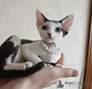 Zdjęcie №1. devon rex - na sprzedaż w Indianapolis | 1188zł | Zapowiedź № 55583