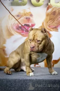 Zdjęcie №1. Usługi krycia - rasa: american bully. Cena - negocjowane