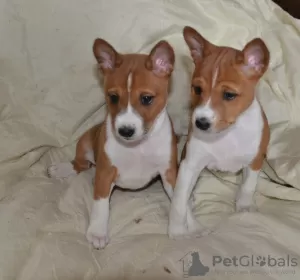 Zdjęcie №4. Sprzedam basenji w Москва. hodowca - cena - 2578zł