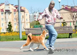 Dodatkowe zdjęcia: Chłopiec Akita Inu (Hachiko)