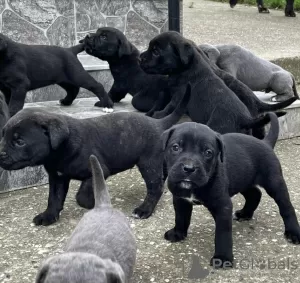 Dodatkowe zdjęcia: Cane Corso szczenięta