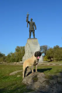 Dodatkowe zdjęcia: Szczenięta rasy Mastiff Angielski