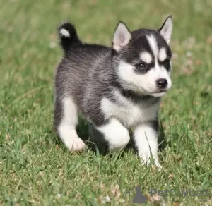 Zdjęcie №1. alaskan klee kai - na sprzedaż w Никосия | negocjowane | Zapowiedź №103448