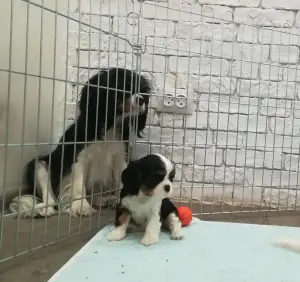 Zdjęcie №1. cavalier king charles spaniel - na sprzedaż w Zaporoże | 3823zł | Zapowiedź №4616