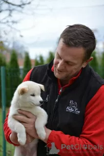 Dodatkowe zdjęcia: Szczenięta Shiba Inu