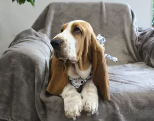 Zdjęcie №2 do zapowiedźy № 13187 na sprzedaż  basset hound - wkupić się Federacja Rosyjska hodowca