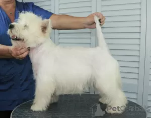 Dodatkowe zdjęcia: Szczeniak West Highland White Terrier od Championa Międzynarodowego