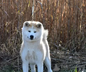 Dodatkowe zdjęcia: Hodowla oferuje szczenięta Akita Inu