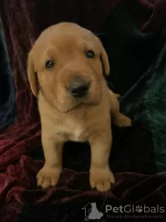 Zdjęcie №2 do zapowiedźy № 43279 na sprzedaż  labradoodle, labrador retriever - wkupić się Arabia Saudyjska prywatne ogłoszenie, od żłobka, hodowca