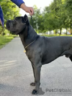 Dodatkowe zdjęcia: robienie na drutach. Samiec Cane Corso